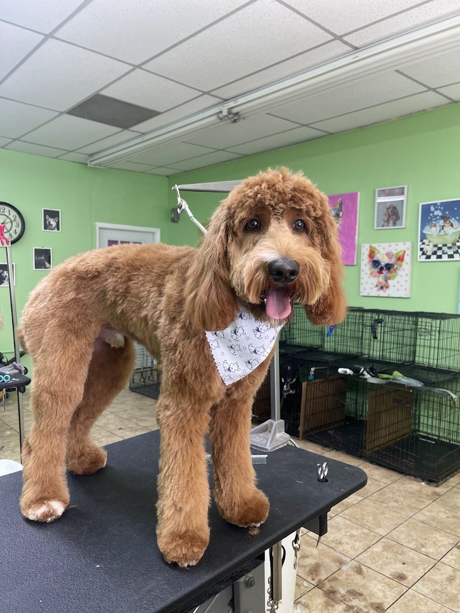 Superior Pet Grooming - Photo 2