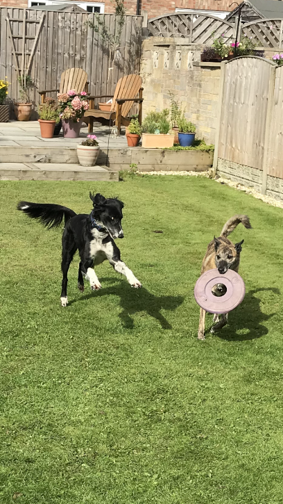 Heathers Lavender House Doggie Day Care