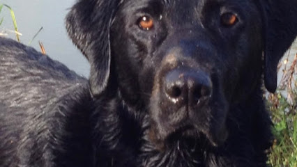 Dutch Barn Day Care for Dogs