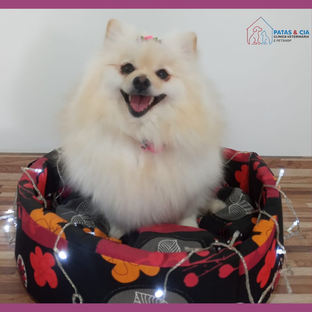 Patakão Pet Shop Care