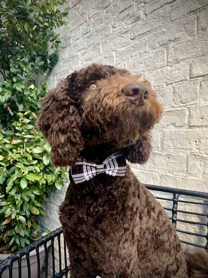 Petit Pawz Dog Grooming & Walking Services - Pet Shop in York