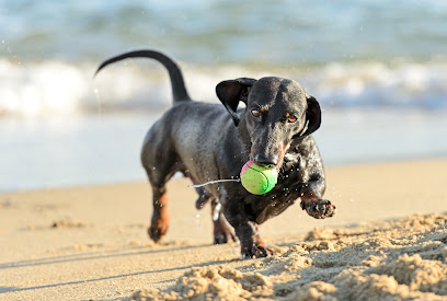 Cha Cha's Doggie Daycare