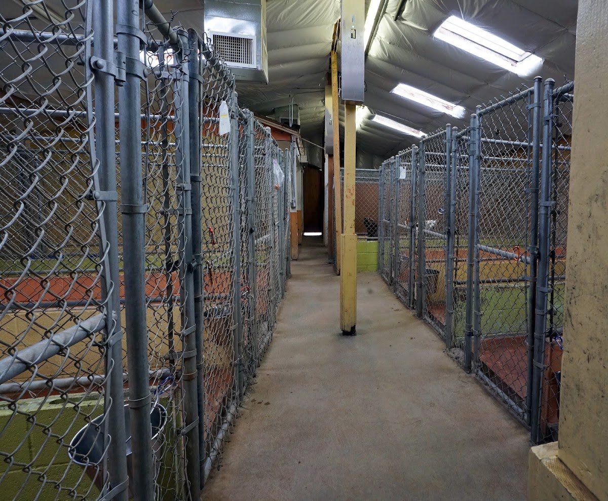 Arcade Creek Kennels - Photo 2