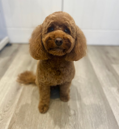 Groomed with Grace Dog Grooming York