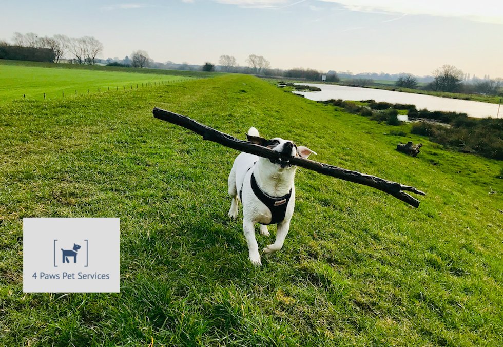4 Paws Pet Services - Wheldrake - Photo 2