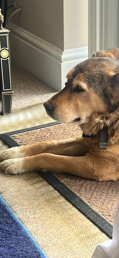 Hunters Canine Academy