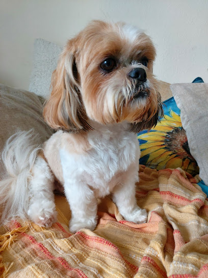 Bow Wow Wow Dog Grooming