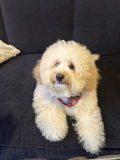 Pampered Paws by Natalie