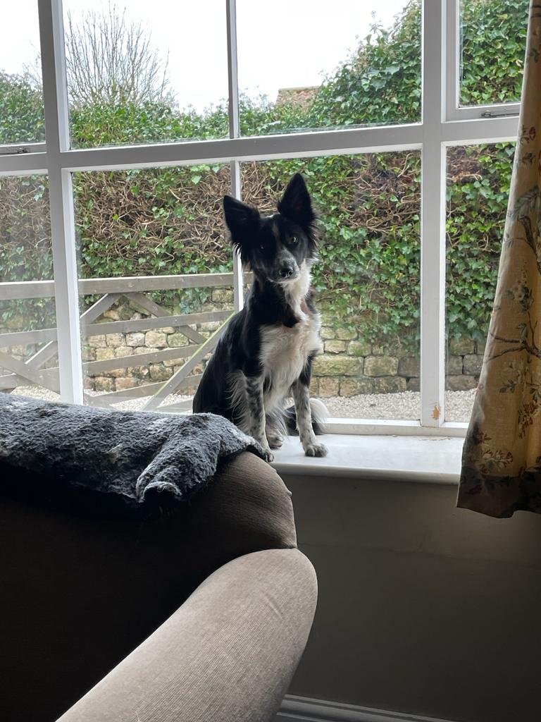 Castle Canine Care - Photo 2