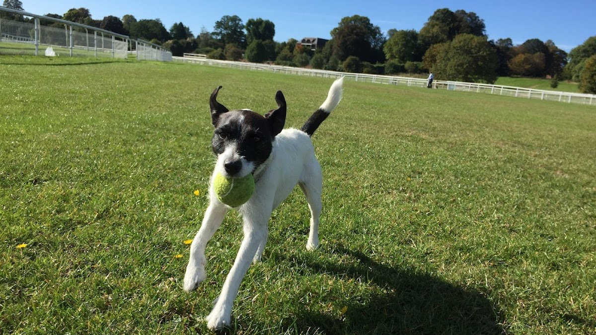 Petpals York - Photo 2