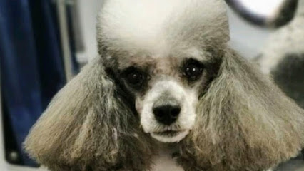 Affordable pet grooming