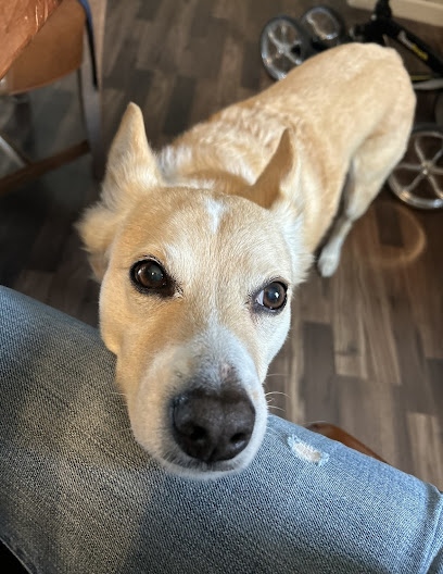 Bean's Best Care - Positive Reinforcement Pet Care