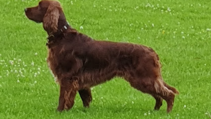 Little Big Paw Grooming York