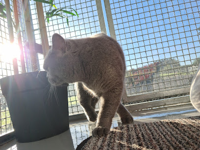 Hambleton Hills Luxury Cattery - Pet Shop in York