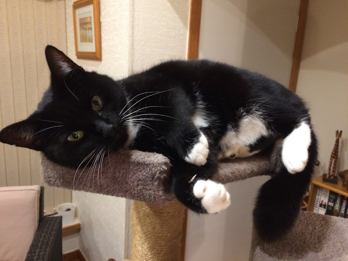 Professional Pet Care Services - Photo 2