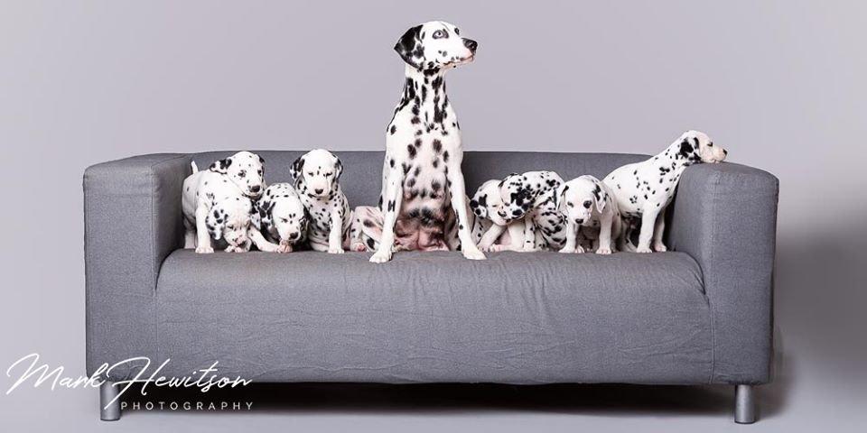 Blu Collar Boarding - Photo 2