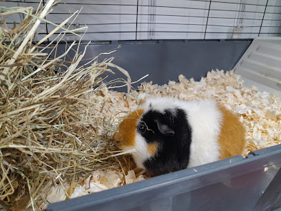 Oxford Small Pet Boarding - Pet Shop in Oxford