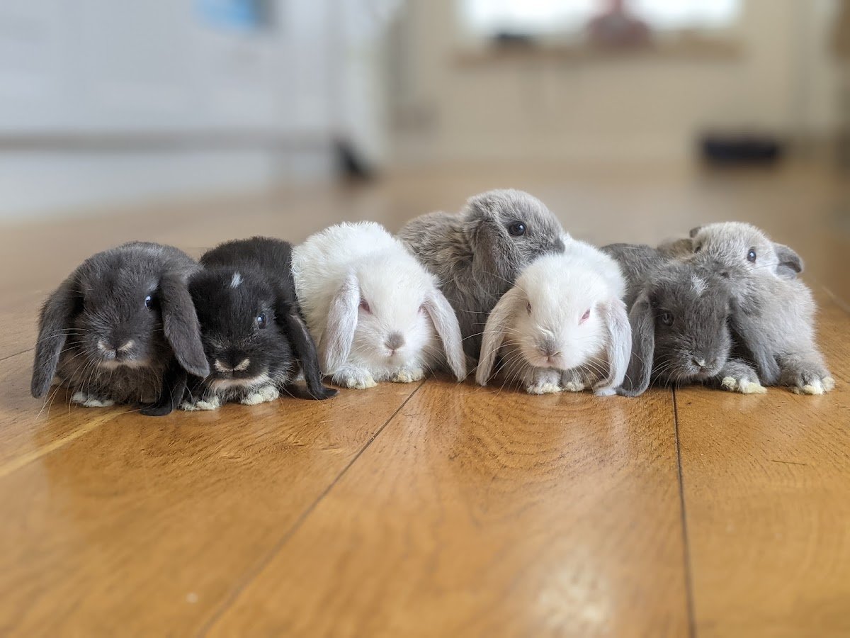 Mini Lops - Photo 2