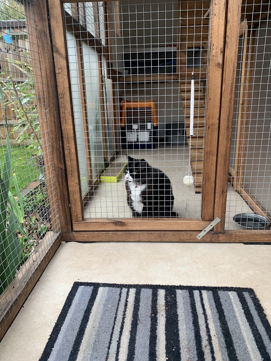 Temple Cattery - Photo 2