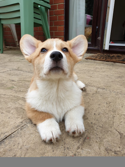 Pet care 4U Limited - Pet Shop in Oxford