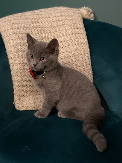 While I'm Away - Pets Can Stay - Pet Shop in Oxford