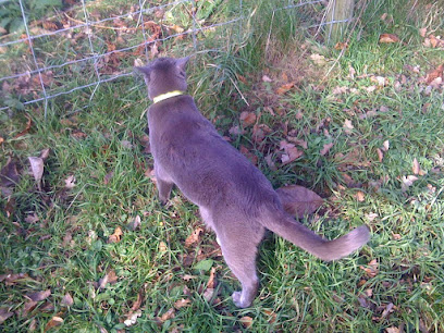 Oxford, Brackley and Bicester Cat Sitting - Pet Shop in Oxford