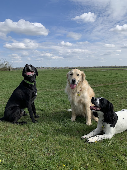 Oxford Dog Hotel 🐾 - Pet Shop in Oxford