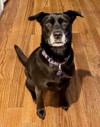 Peace of My Heart, Puppy Training & In-home Boarding