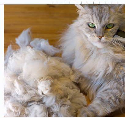 Shear Calm grooming for discerning cats - Pet Shop in Oxford