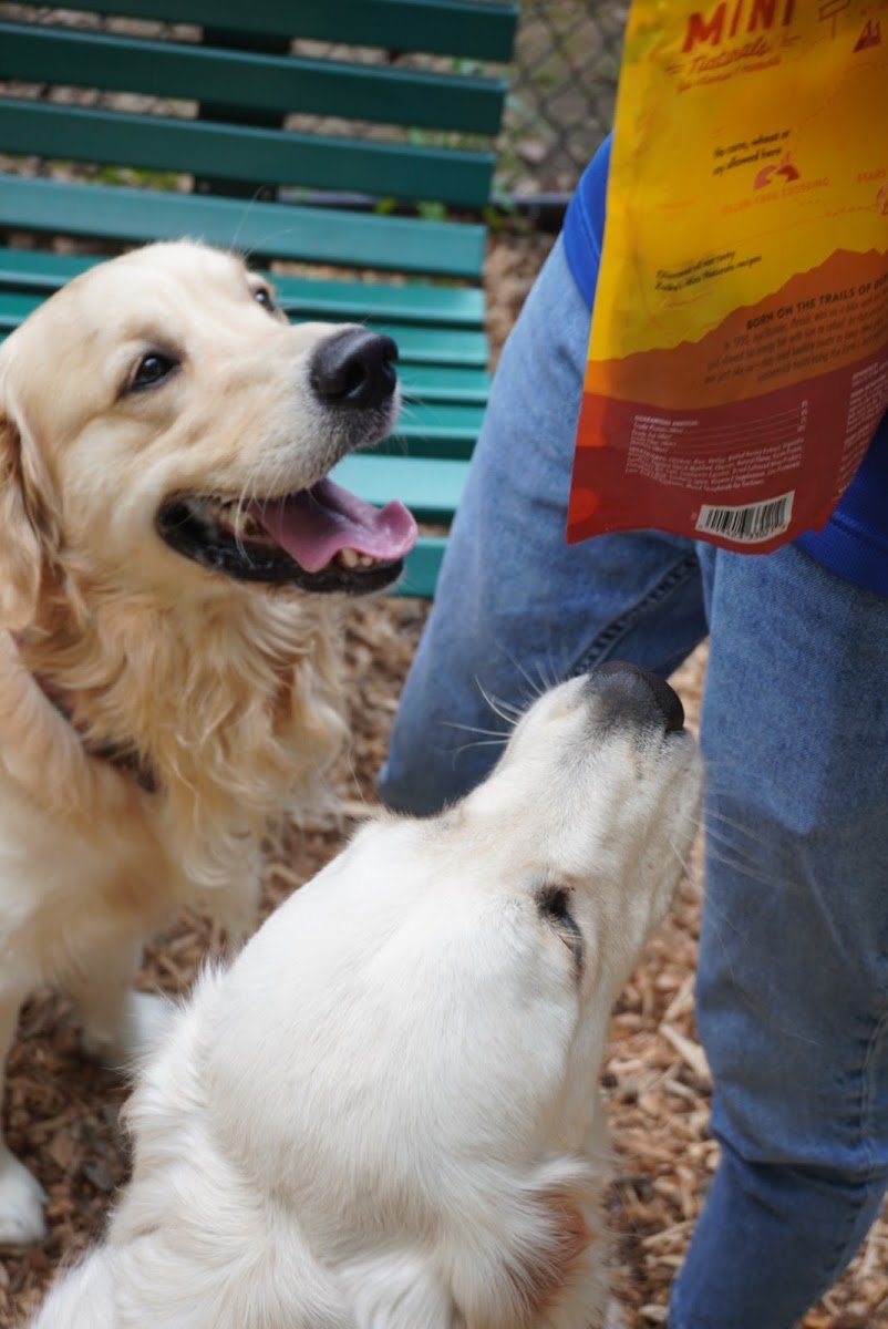 Wags For Us - Photo 2