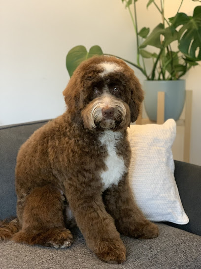 Wagglebumz - Pet Shop in Cambridge