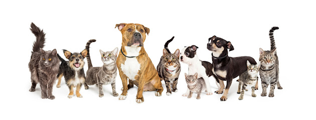 Village Vet Longstanton - Pet Shop in Cambridge