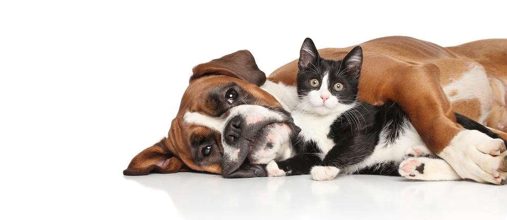 Atlanta Pet Au Pair - Photo 2