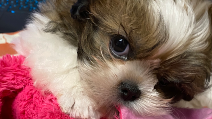 Greenbriar Animal Hospital