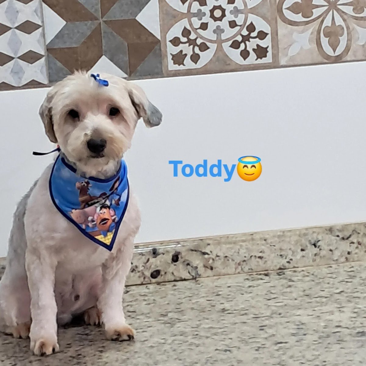 Pet Shop Banho E Tosa