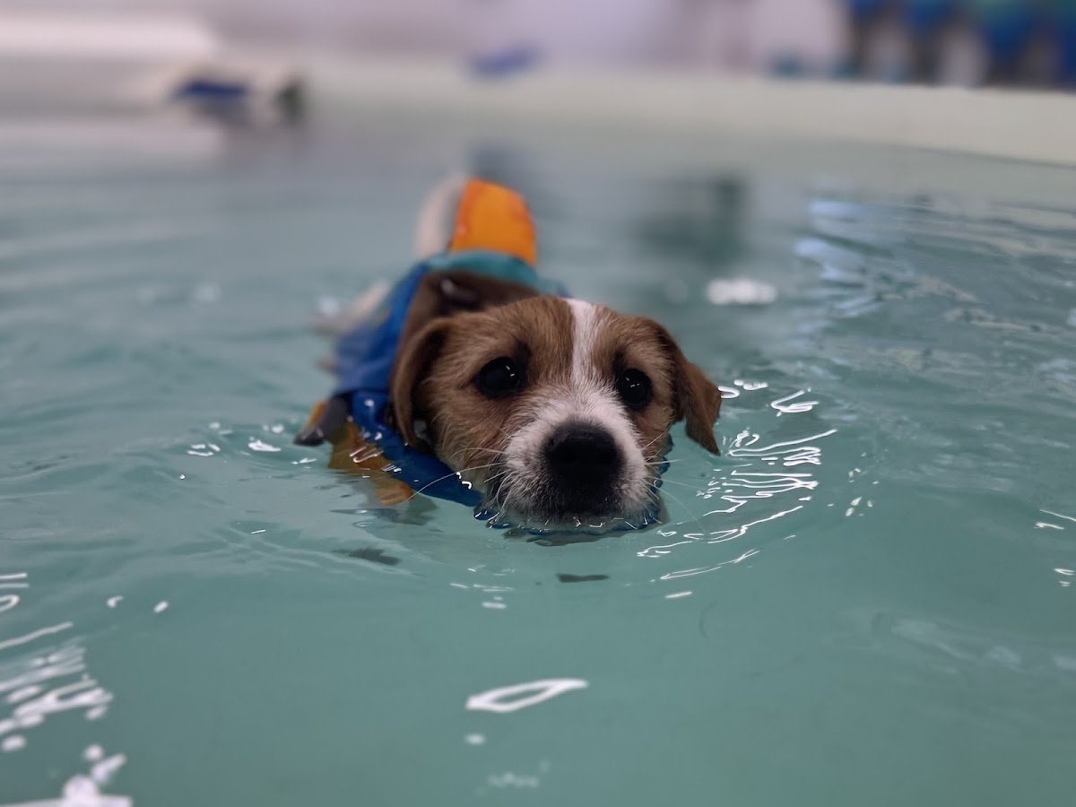 Westlodge Pet Hotel - Photo 2