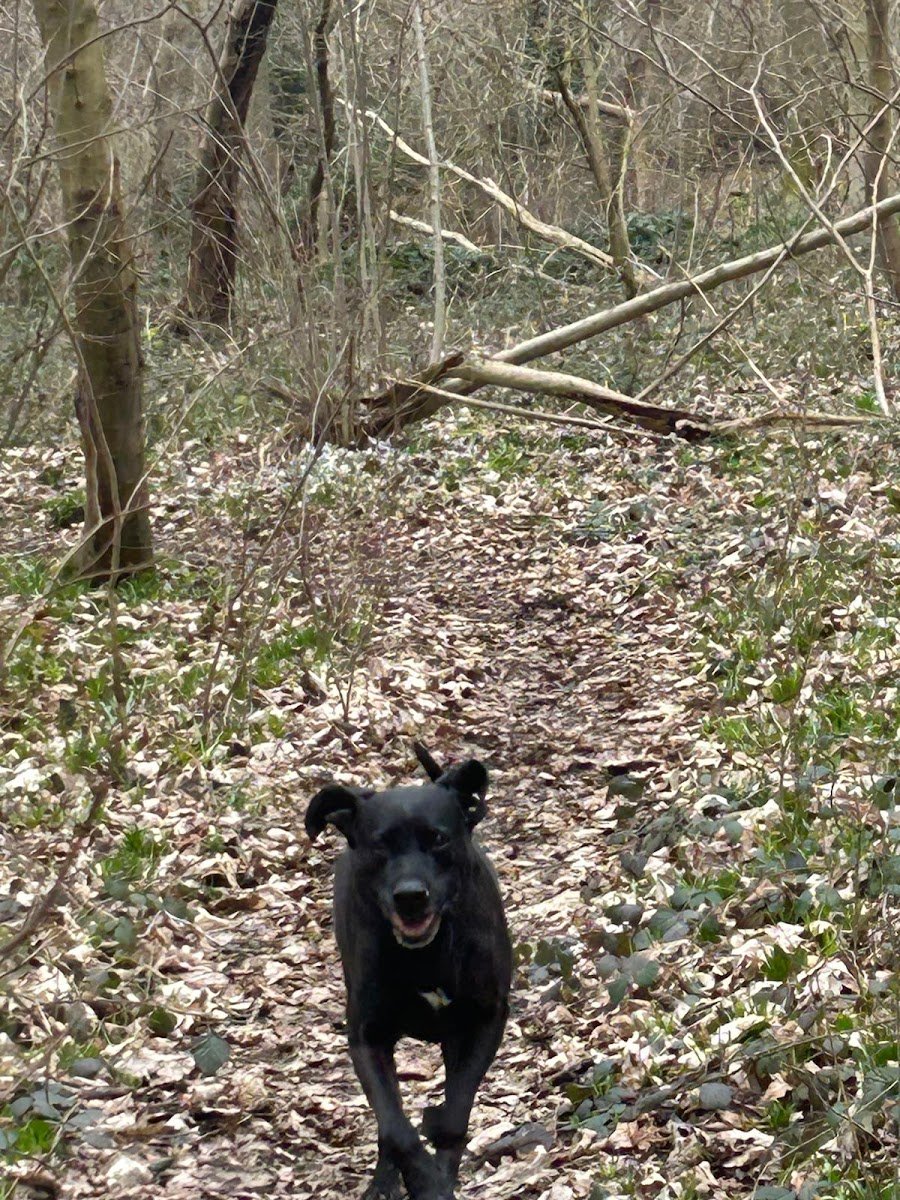 Bouncy Barkers - Photo 2