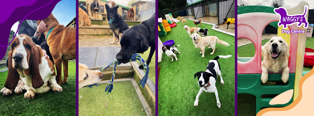 Waggy's Dog Boarding, Daycare and Grooming - Pet Shop in Cambridge