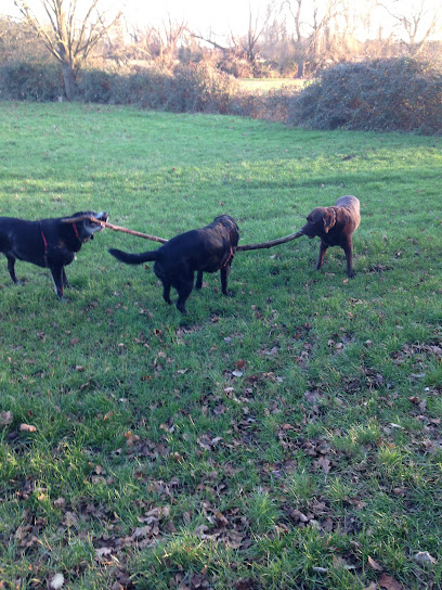 Greenfields Dog Walking - Pet Shop in Cambridge