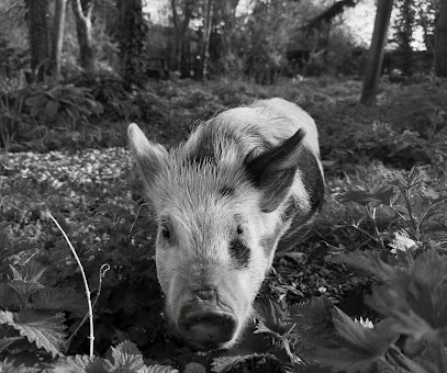 Cambridge Farm Animal Veterinary Services - Pet Shop in Cambridge