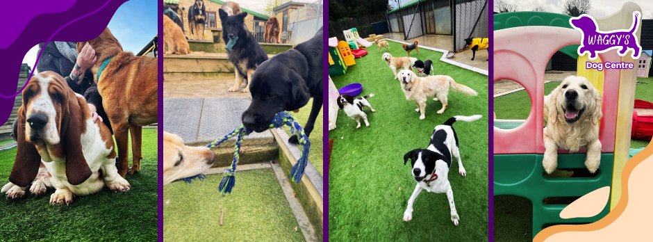 Waggy's Dog Boarding, Daycare and Grooming - Photo 2