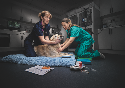 VET.CT - Vet radiology | Education - Pet Shop in Cambridge