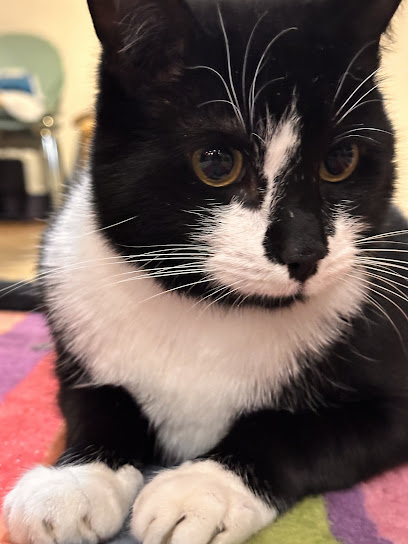 Cambridge Cat Sitting Company - Pet Shop in Cambridge