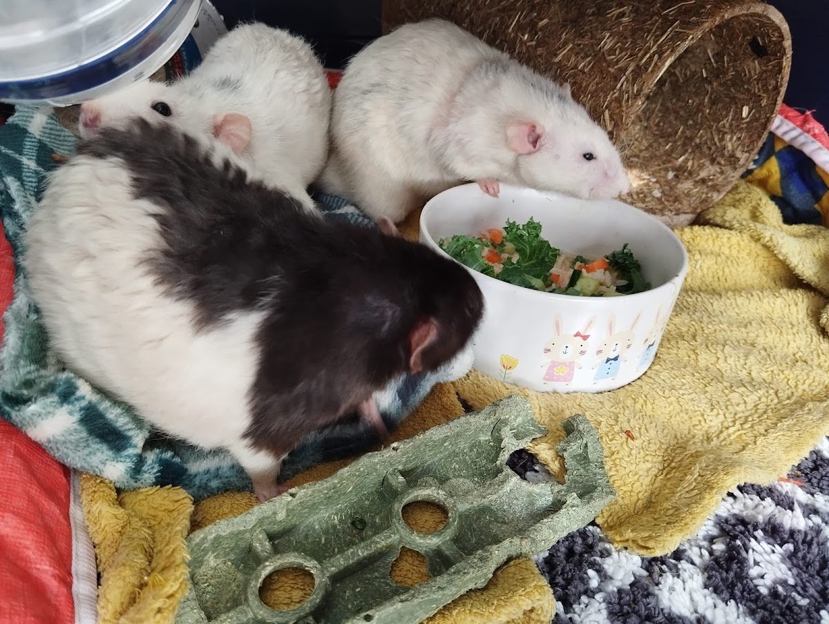 Nibbles & Custard Pet Services - Photo 2