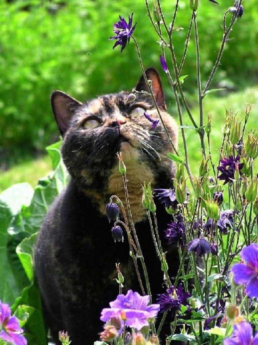 Pussopals - Photo 2