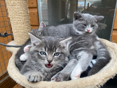 Meowtown Cattery - Pet Shop in Cambridge