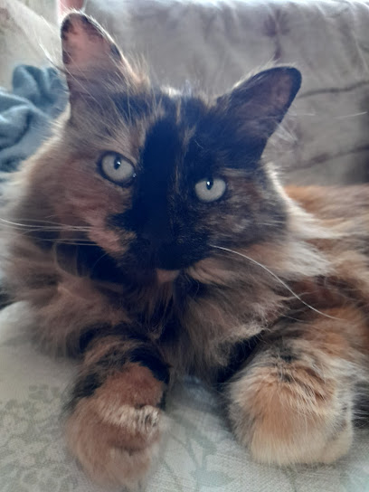Cat Sitter (Essex) - Pet Shop in Cambridge