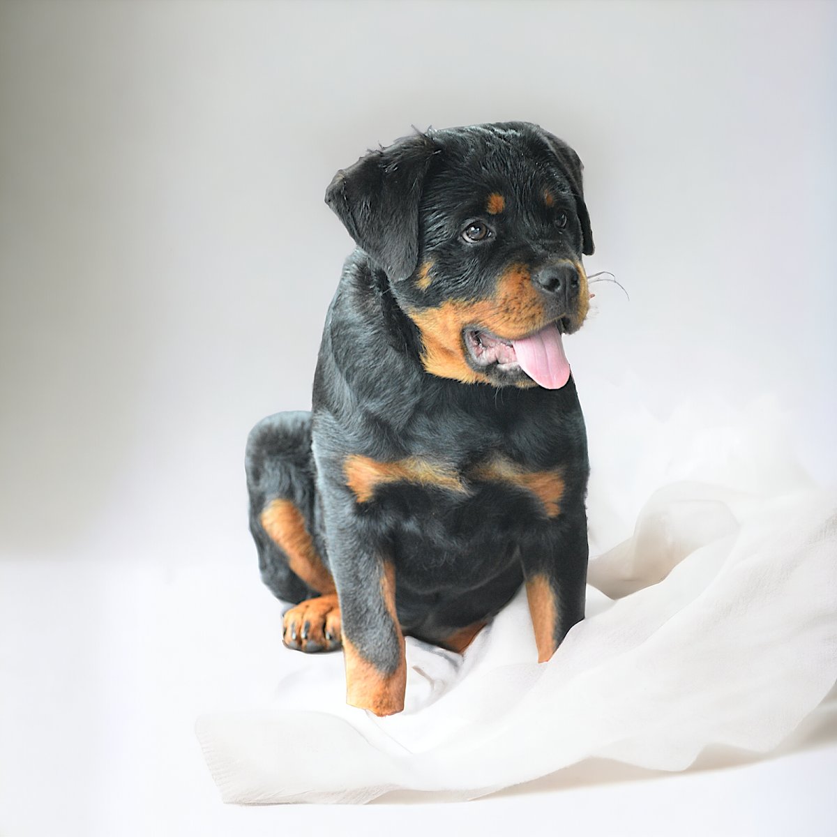 Neo the One Rottweilers & Training - Photo 2