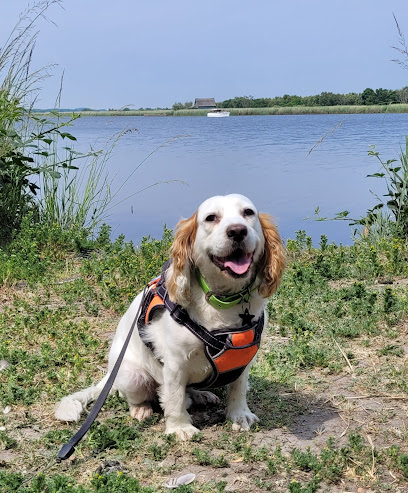 All About Your Dog Day Care Ltd