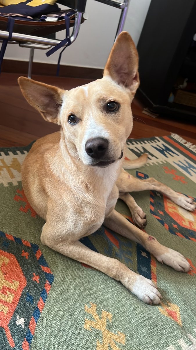 petshop lambidas de amor